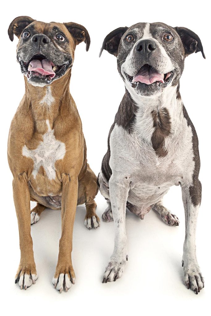 two happy dogs
